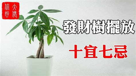 發財樹禁忌|發財樹擺放禁忌大揭秘